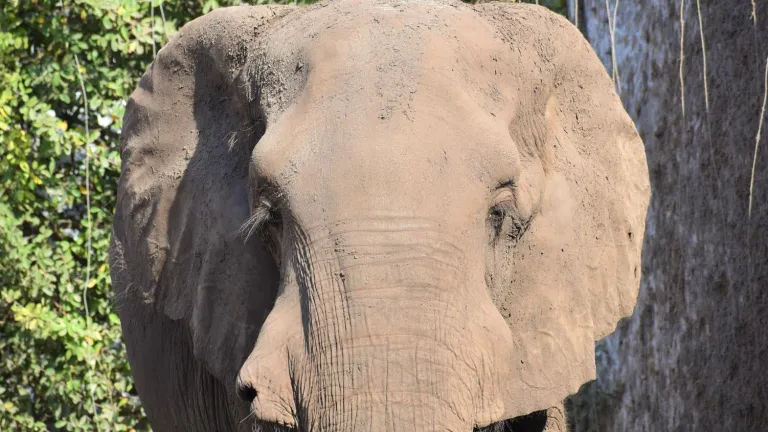 Conoce a 'Tantor': el elefante africano en peligro de extinción del Zoológico de Barranquilla