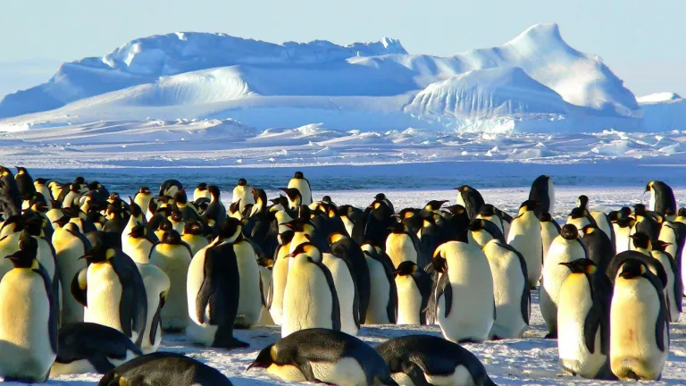 Fotos: Descubren nueva colonia de pingüinos emperador en la Antártida