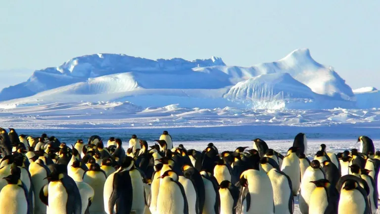 Pingüinos emperador, afectados por deshielo precoz de la Antártida