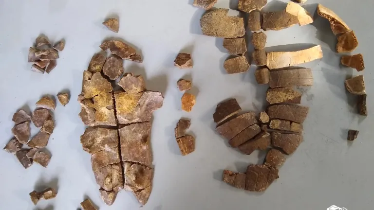 Hallan el fósil de tortuga más antiguo de Sudamérica en Colombia