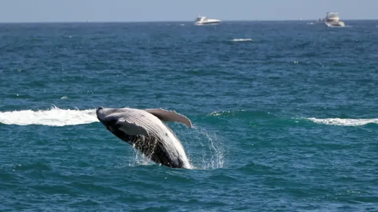 Estudio revela que ballenas grises se están encogiendo