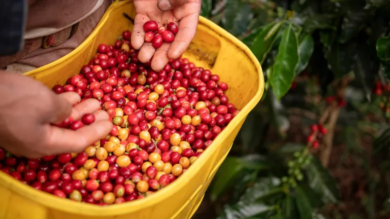 Campesinos del Catatumbo reciben seguros agrícolas con apoyo del Gobierno