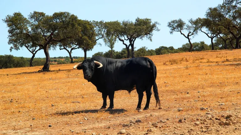Día Internacional Antitaurino 2025: Historia y leyes en Colombia