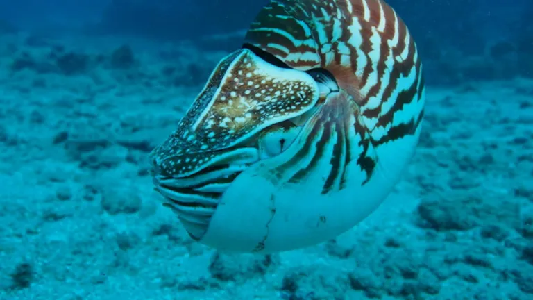 Top 10 nuevas especies marinas