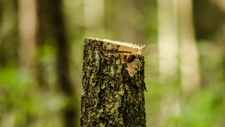 Impactos de la deforestación en el ecosistema y la sociedad: una llamada a la acción