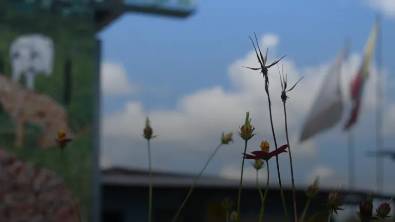 Apicultura en San Vicente del Caguán, Caquetá