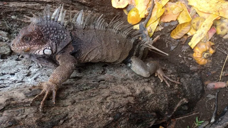 Parque Colón de Tumaco, Nariño y su espectáculo de iguanas