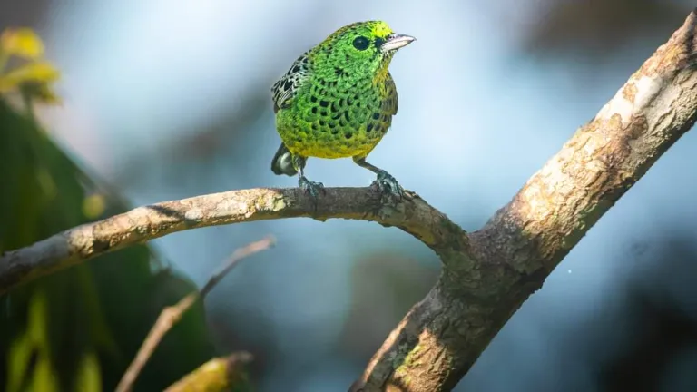Avistamiento de aves en La Macarena: rutas, recorridos y especies