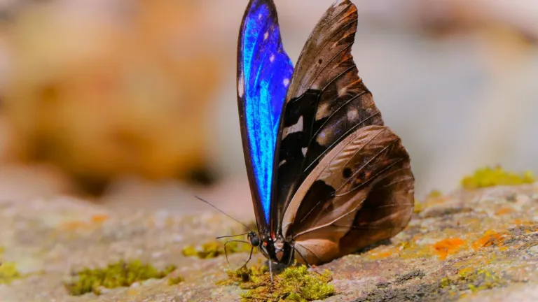 Avistamiento de mariposas en el sur del Meta, un atractivo turístico