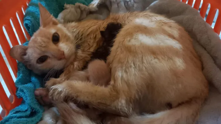 Abandono gatos en Bucaramanga: Multan a una pareja