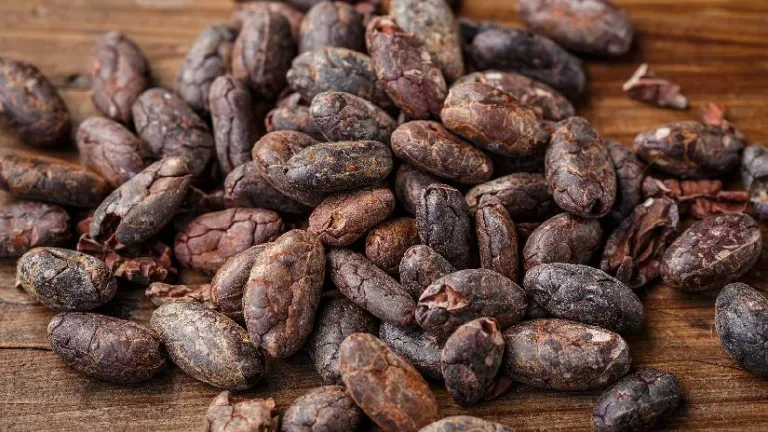 Concurso Nacional ‘Cacao de Oro’ 2022 | Semifinalistas
