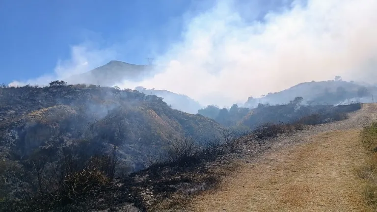 Incendios en Bogotá: líneas de atención animales silvestres heridos