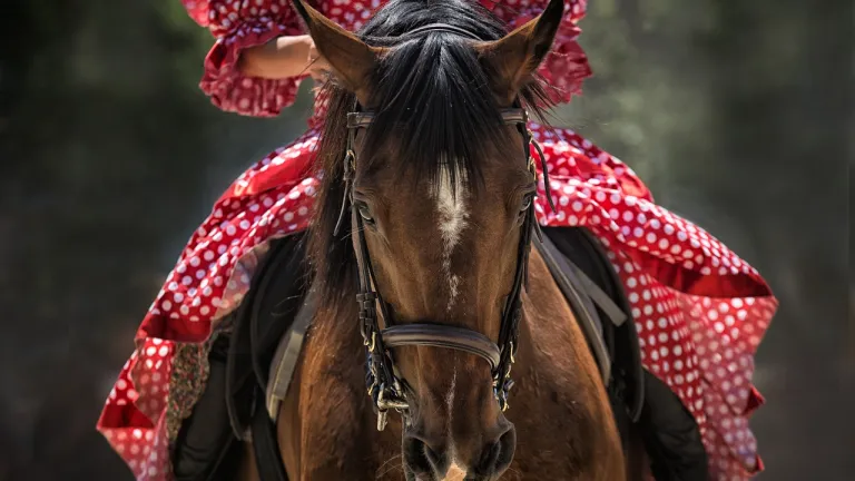 Procuraduría insta a suspender la cabalgata sanjuanera en Ibagué por falta de reglamentación