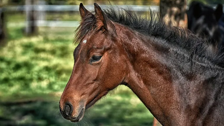 Líderes ambientales buscan poner límites a cabalgatas en Pijao