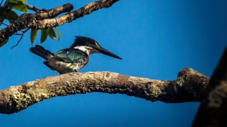 Festival de Aves ‘Sal a Pajarear’ 