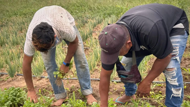 Tolima: ICBF impulsa compras públicas campesinas