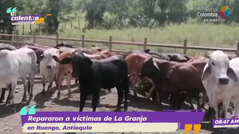 Ganado entregado a víctimas del conflicto en Ituango Antioquia 