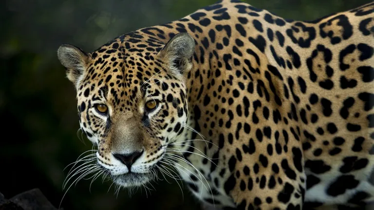 Jaguar y el oso de anteojos: cuidados y características en Tolima 