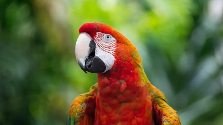 Imagen representativa de la Guacamaya Roja