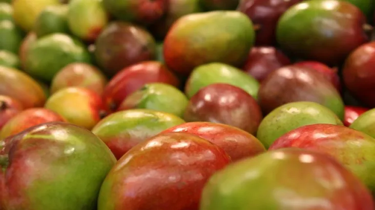 Mango