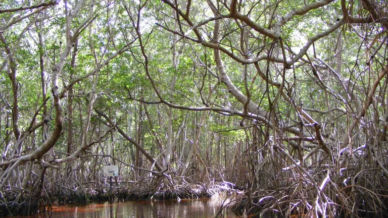 Restauración de manglares, un enfoque integral para la recuperación de estos valiosos ecosistemas