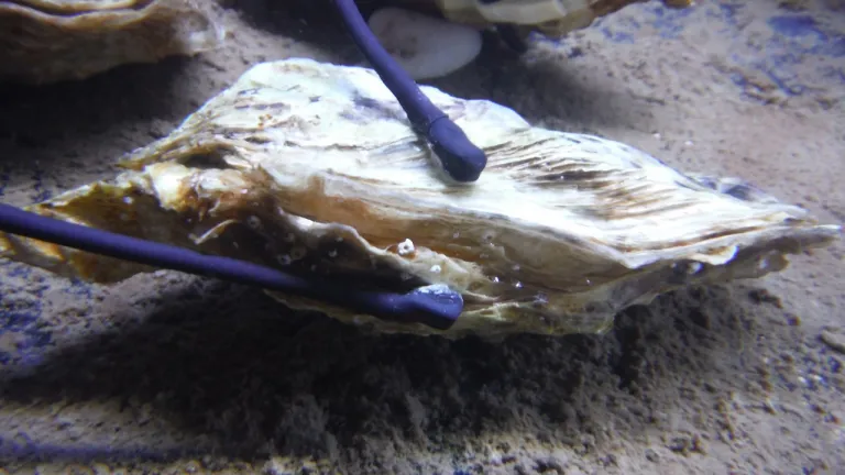 MolluScan: la solución biotecnológica francesa para monitorear la calidad del agua con moluscos
