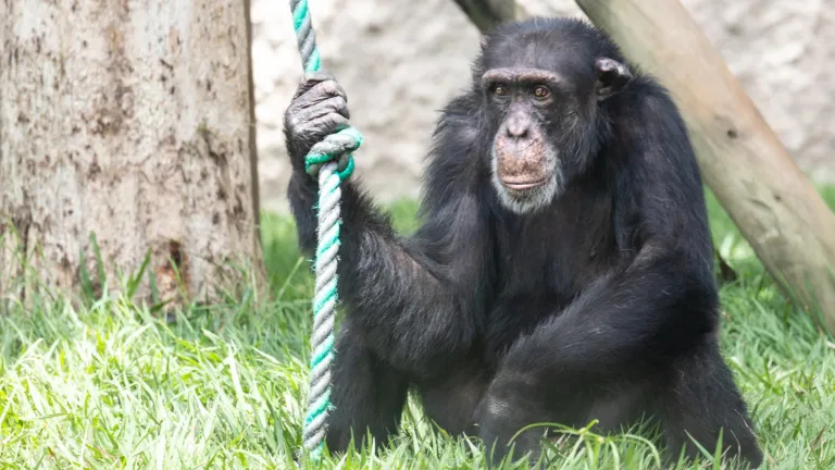 Proyecto Gran Simio solicita transladar a Yoko de Pereira a santuario en Brasil
