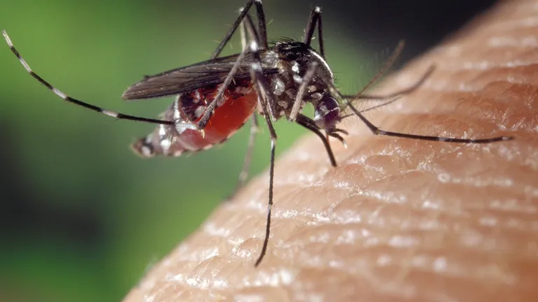 ¿Cómo prevenir los casos de dengue?