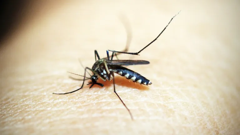 Aumento de casos de dengue en el Valle, 1400 casos por semana