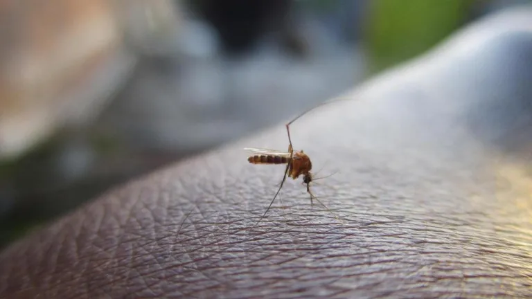 Sucre: alerta amarilla en 4 municipios por aumento de dengue
