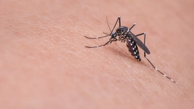 Emergencia sanitaria por el aumento de casos de dengue Villavicencio hoy