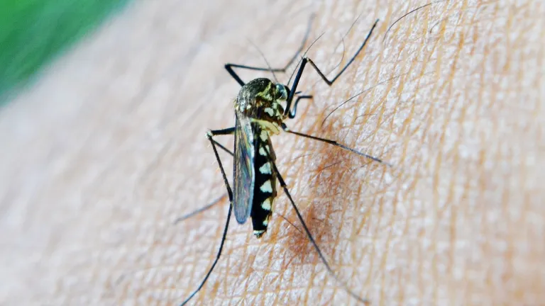 Malaria en Risaralda: municipios con alerta en 2023