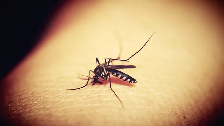 Casos de dengue en el Atlántico durante 2022