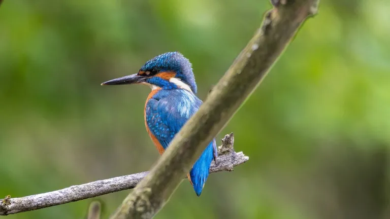 País líder en diversidad de aves: Perú, Colombia y Brasil 