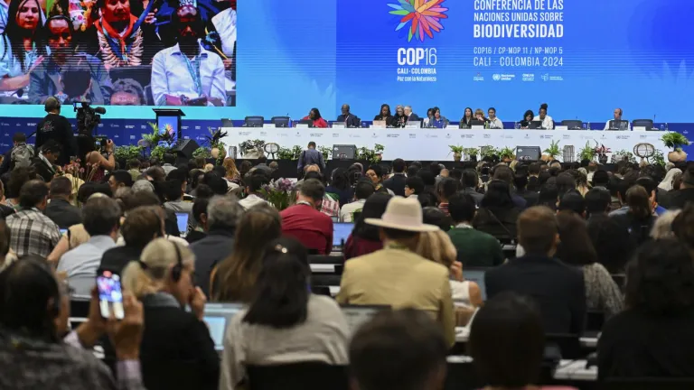 LLamado urgente en la COP16 por la biodiversidad antes del punto de "no retorno"