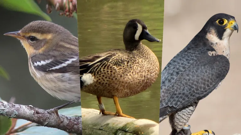 Aves Migratorias Colombia