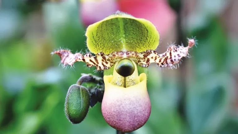Nuevas orquídeas emisión filatélica: Parque Nacional Natural Farallones de Cali