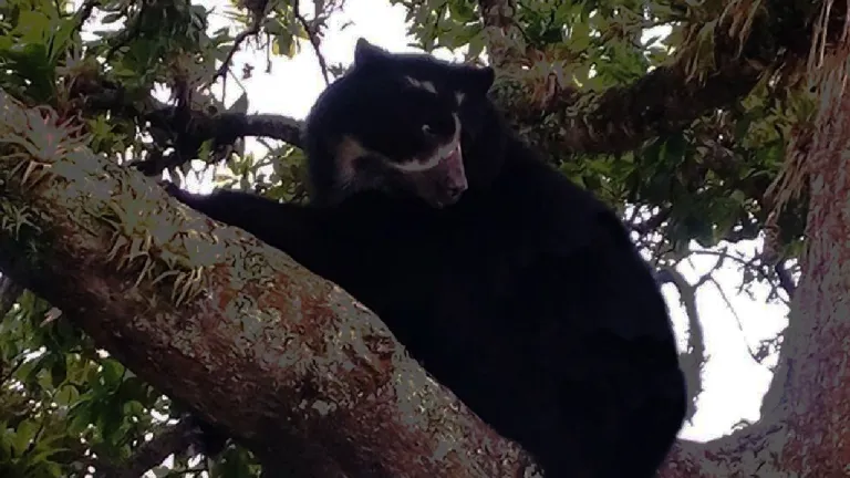 Conservación oso de anteojos en San Vicente del Caguán