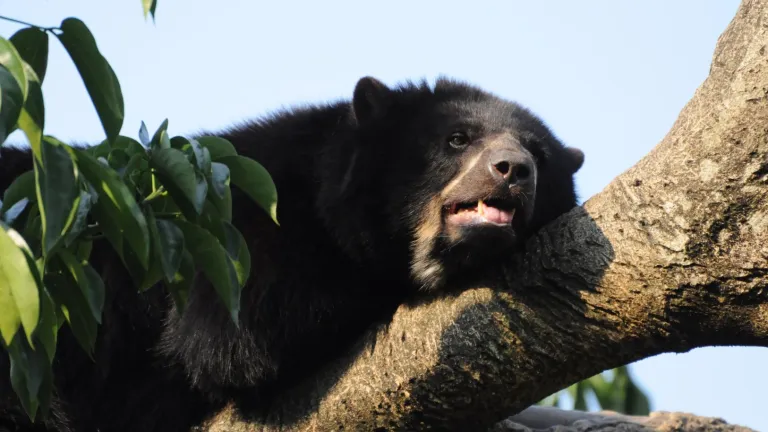 Avistamiento de osos de anteojos en Boyacá