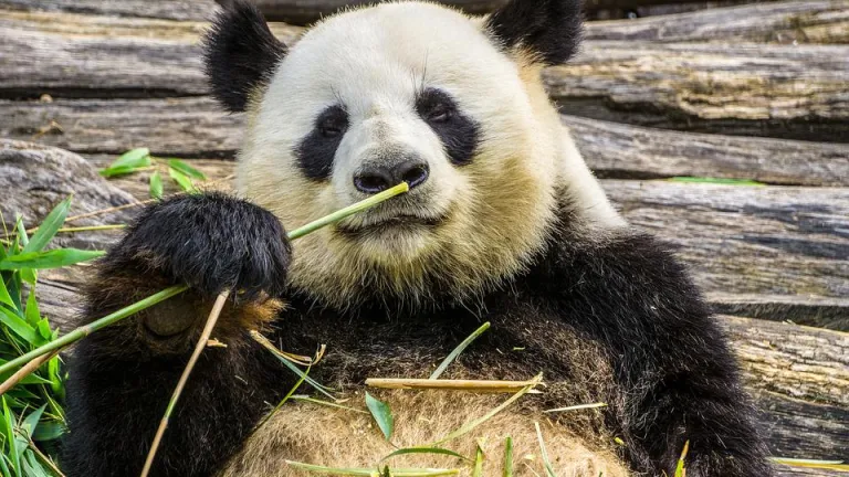 Pandas