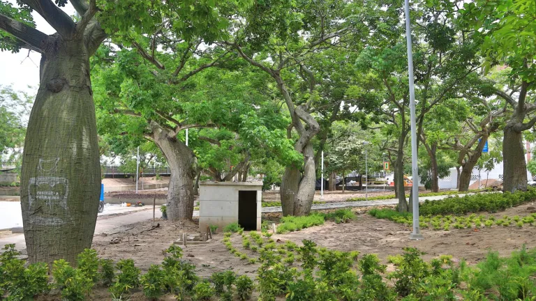 Quinto nombramiento de Barranquilla como Ciudad Árbol del Mundo