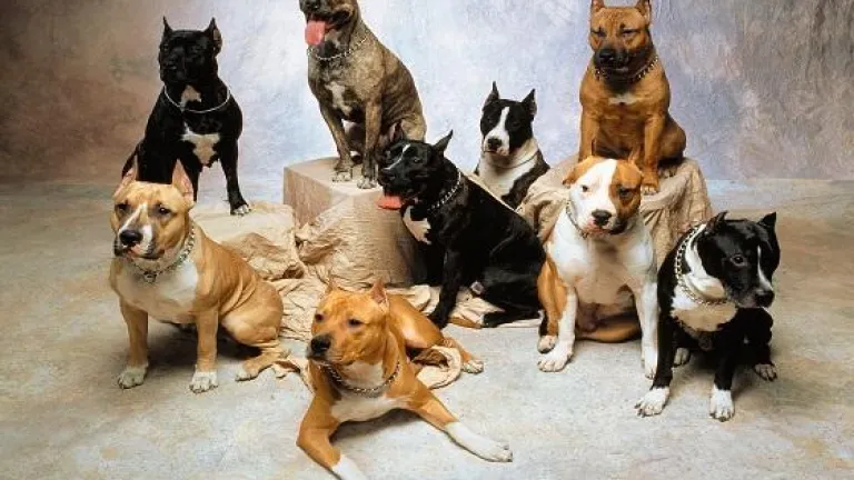 Procuraduría solicita medidas de control para perros de razas peligrosas en espacios públicos