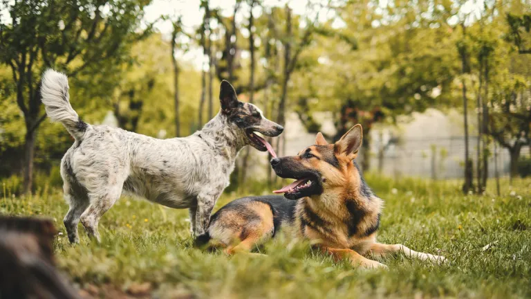 Moquillo en los perros: causas, síntomas y cómo prevenirlo 