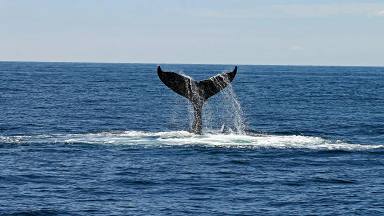 Las ballenas ven en blanco y negro
