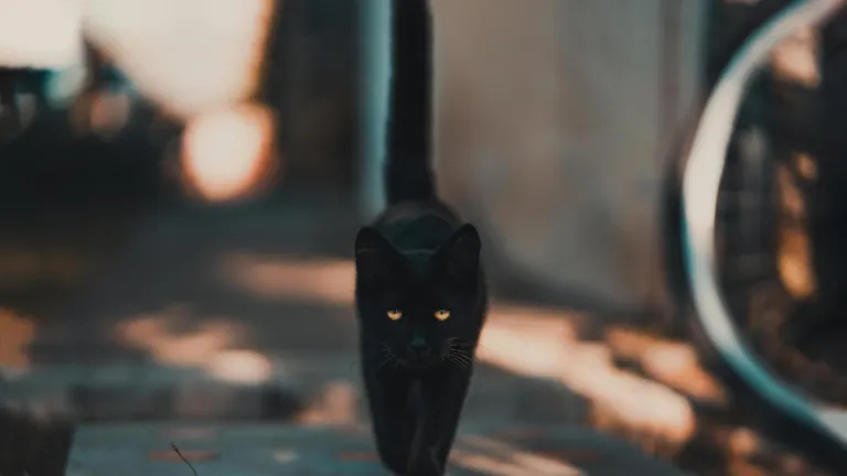 Halloween: piden protección a gatos negros en Villavicencio