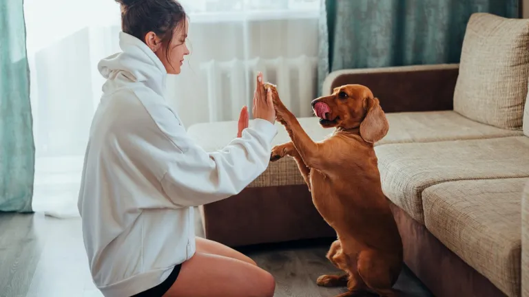 ¿Qué hacer con tu mascota en una emergencia?