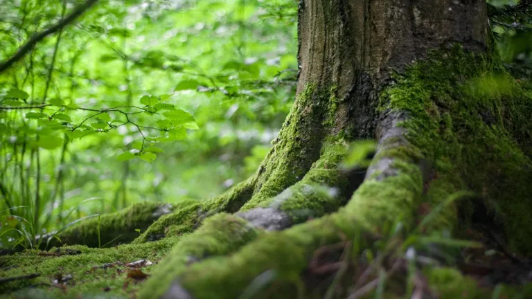Colombia perdió 79.000 hectáreas de bosque en 2023, la cifra más baja en 23 años