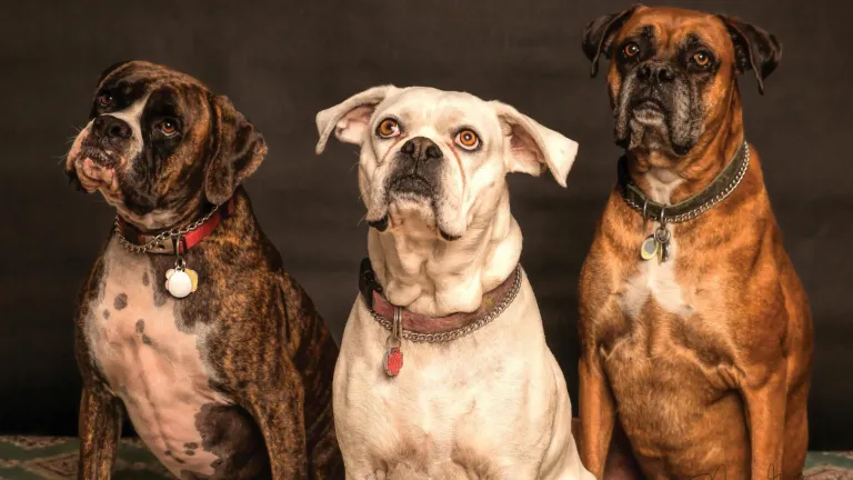 Gobierno pretende acabar con las mutilaciones "estéticas" en perros