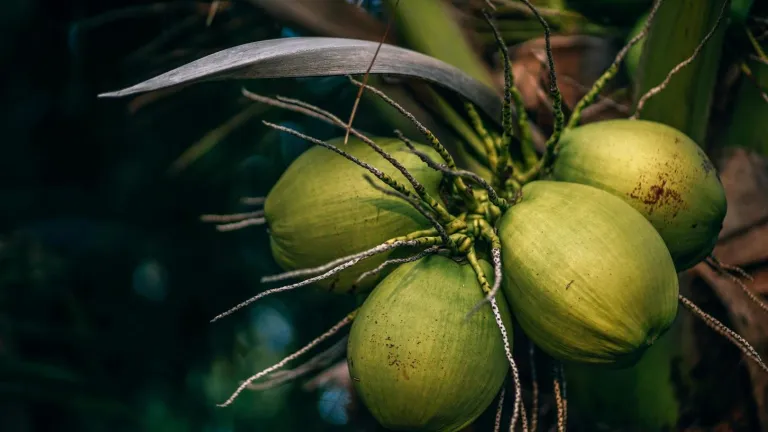 Gobierno anunció inversión para proyectos productores de coco en el pacífico colombiano