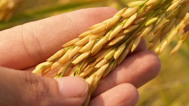 SIC aprueba acuerdo de precios mínimos del arroz paddy verde en Colombia